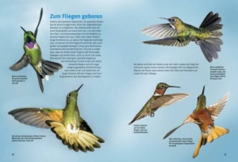 Preview: Entdecke die Kolibris